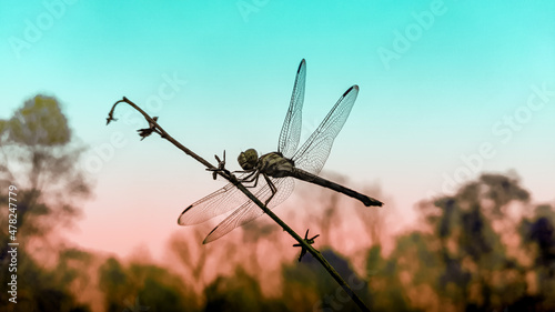 dragonfly on a branch with colourful background.