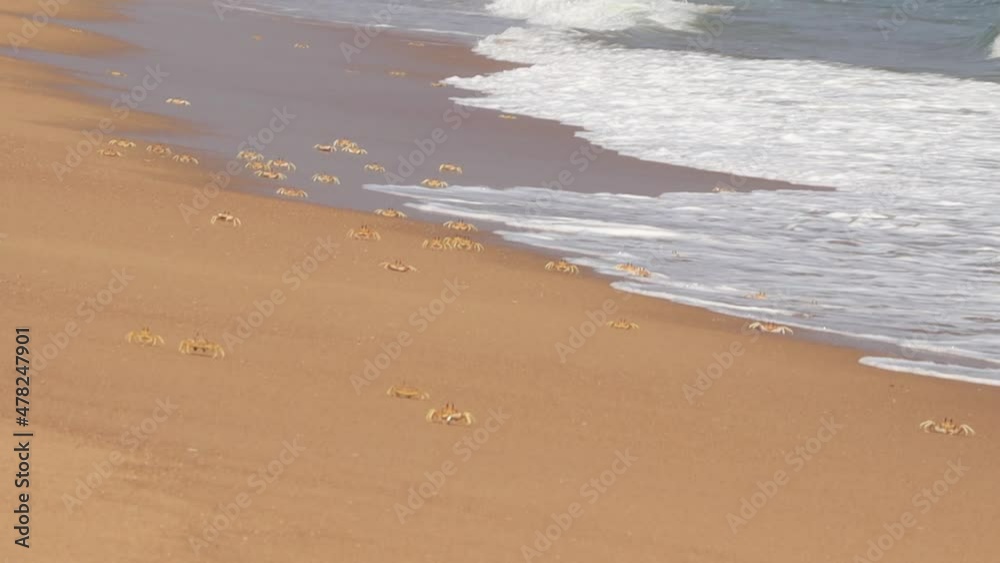 Crab herd on the beach. Running and playing here and there. Running making some fun on the ocean wave Crab herd on the beach. Running and playing here and there. Running making some fun on the ocean wave