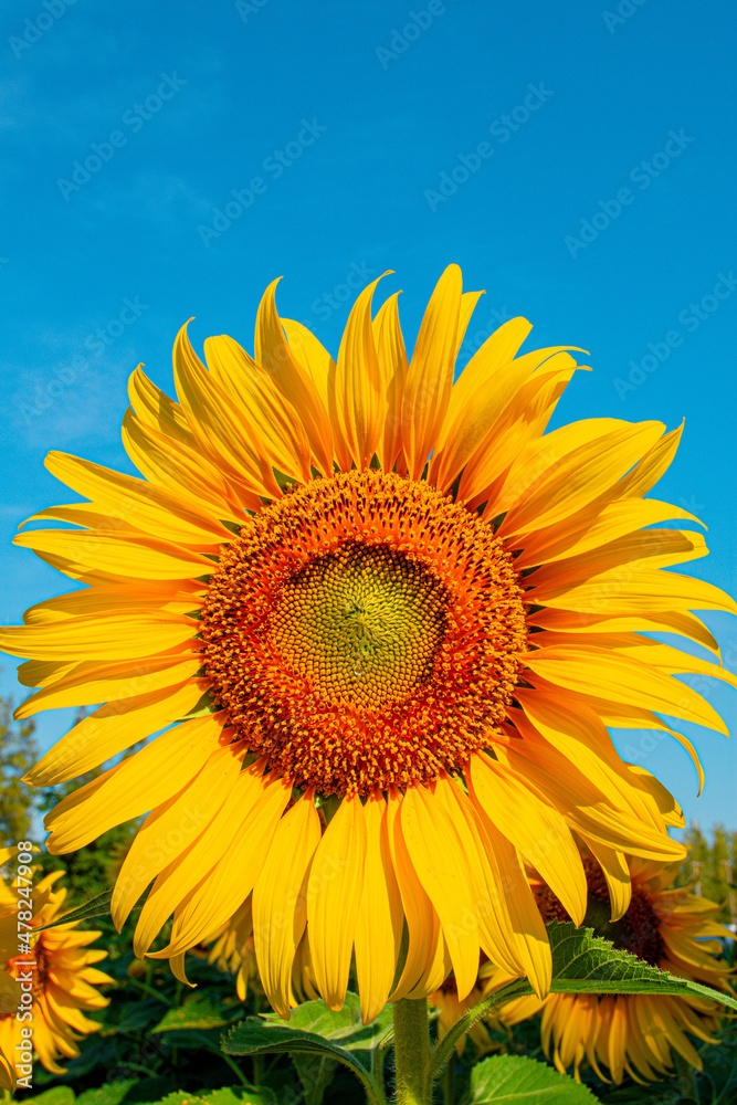 Beautiful sunflowers in the field with bright blue sky,Close-up Beautiful sunflowers in the field with bright blue sky,Close-up