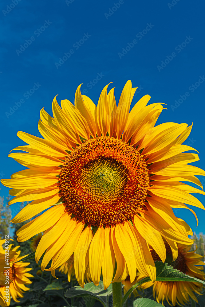 Beautiful sunflowers in the field with bright blue sky Beautiful sunflowers in the field with bright blue sky