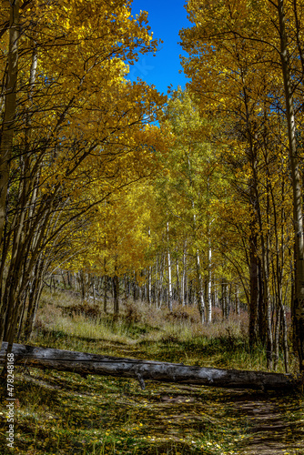 Aspen Season