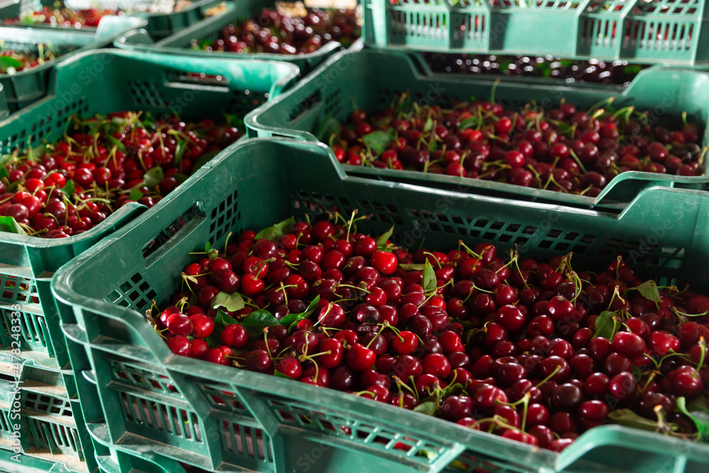 crates full of great and juicy ripe red cherries
