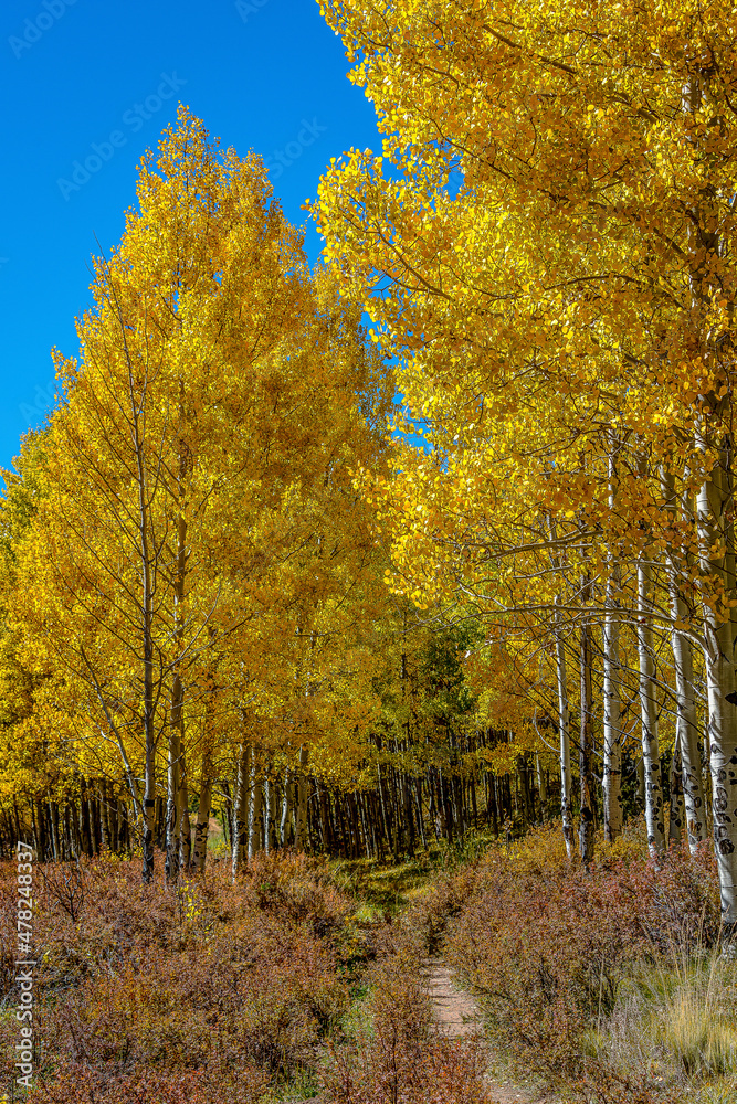 Fototapeta premium Aspen Season