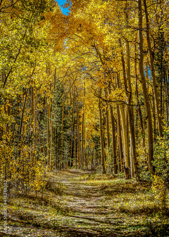Obraz premium Aspen Season