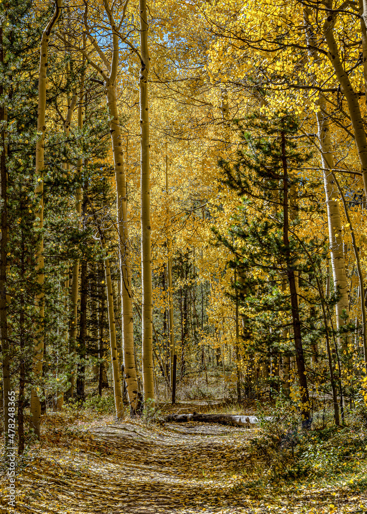 Obraz premium Aspen Season