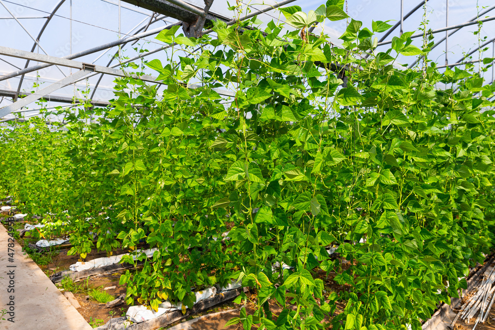 View of organic bean plants growing on climbing supports in industrial hothouse