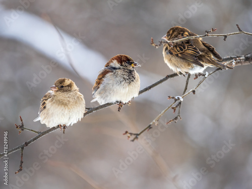 Three Sparrows sits on a branch without leaves. © Dmitrii Potashkin