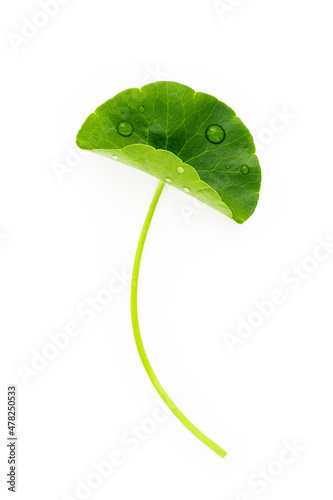 Close up centella asiatica leaves with rain drop isolated on white background top view. photo