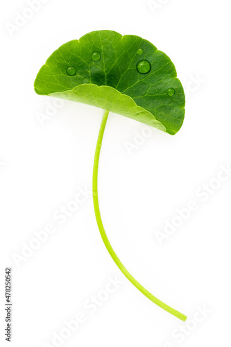 Close up centella asiatica leaves with rain drop isolated on white background top view.