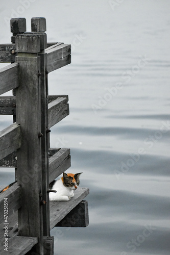 alone cat