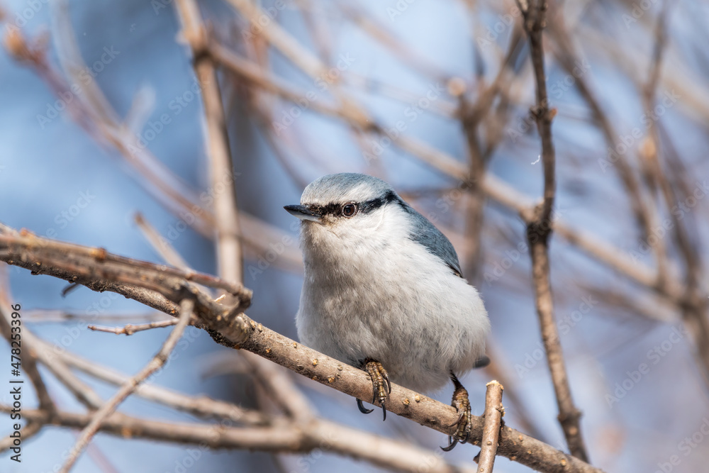 Eurasian nuthatch or wood nuthatch, lat. Sitta europaea, sitting on a tree branch with a blurred background. Eurasian nuthatch or wood nuthatch, lat. Sitta europaea, sitting on a tree branch with a blurred background.
