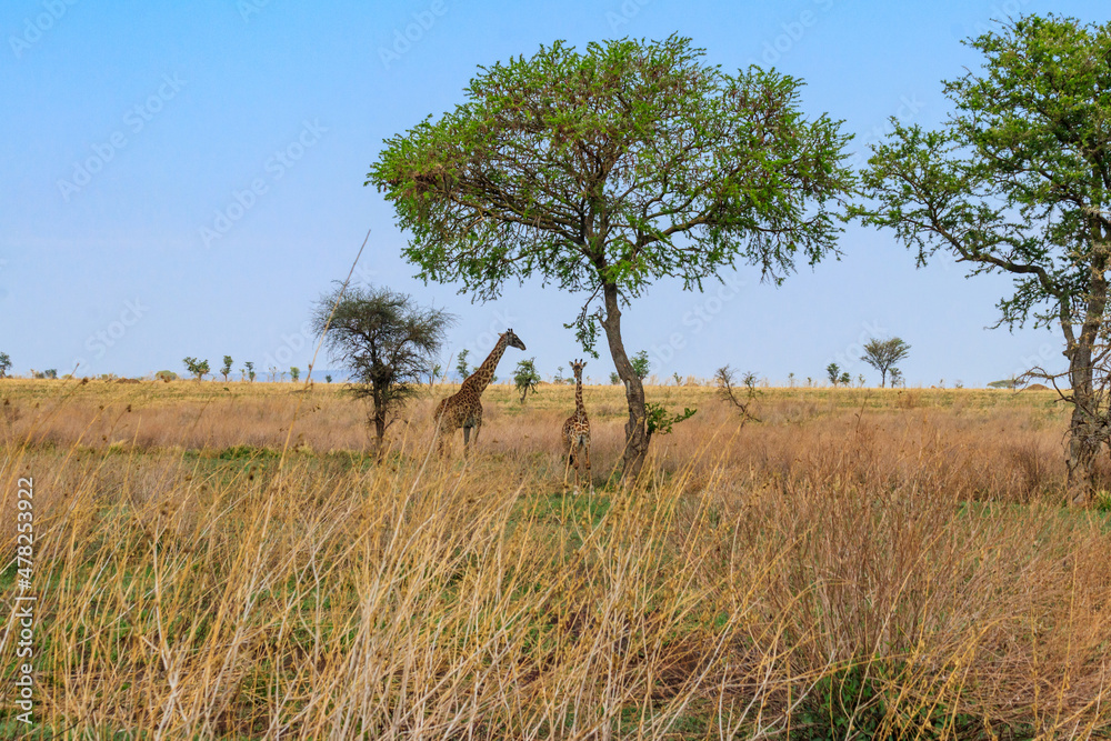 Mother and baby giraffe (Giraffa camelopardalis) in Serengeti national park in Tanzania