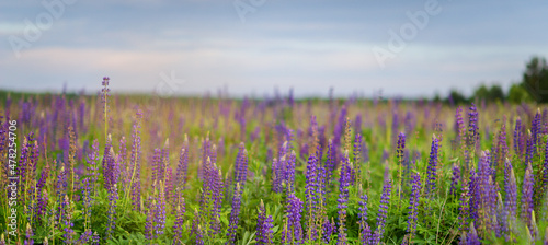 field of violet lupins. Summer flowers