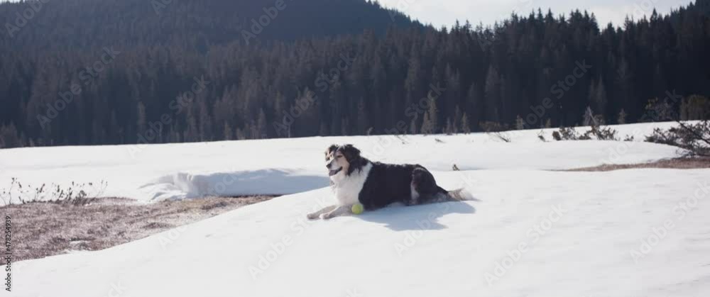 Dog laying in sunny day winter nature snow rest with ball toy