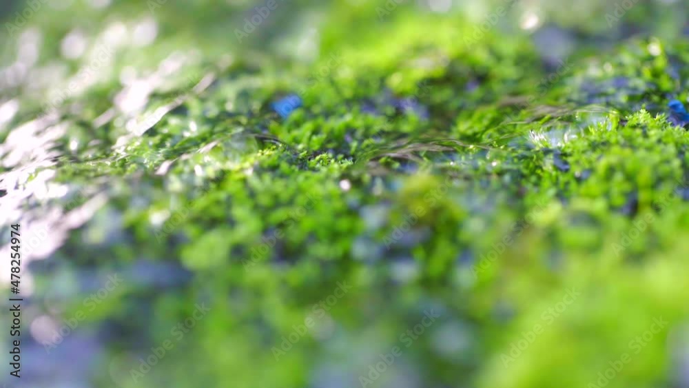 Water flows from the moss,Moss,microorganism, Water flows from the moss,Moss,microorganism,