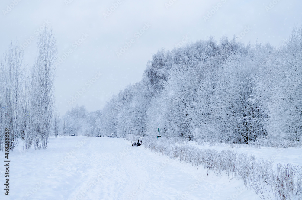 Winter forest. Trees covered in snow and frost. Winter's tale Winter forest. Trees covered in snow and frost. Winter's tale