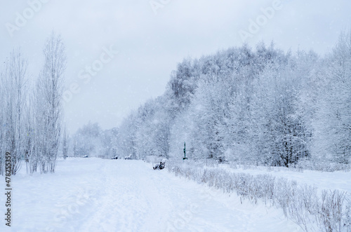 Winter forest. Trees covered in snow and frost. Winter's tale