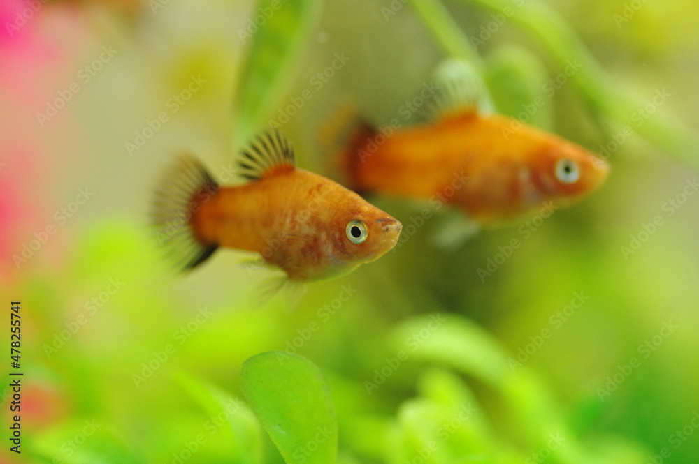 オレンジ色のプラティ 熱帯魚 Stock Photo Adobe Stock