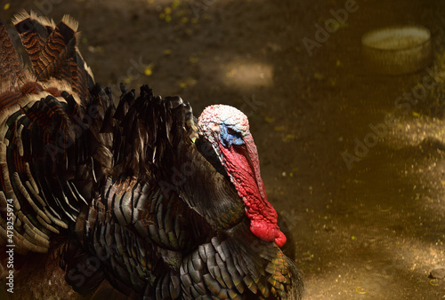 The turkey, Meleagris gallopavo is a large bird in the genus Meleagris, Males of turkey have a distinctive fleshy wattle, called a snood, that hangs from the top of the beak