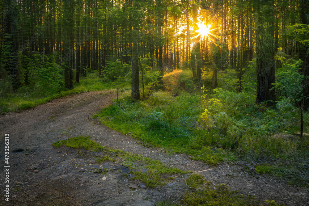 Obraz premium Magical sunset in the forest.