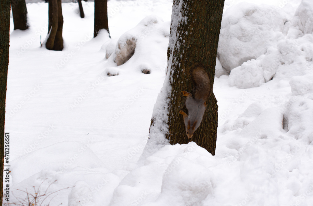 A red squirrel walks down a pine tree in winter in the park. Eurasian Red Squirrel