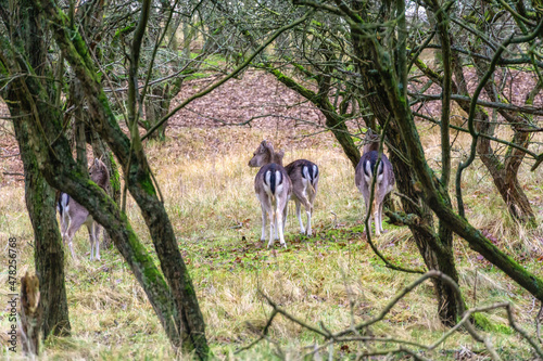 Group of allow deer does (Dama dama)