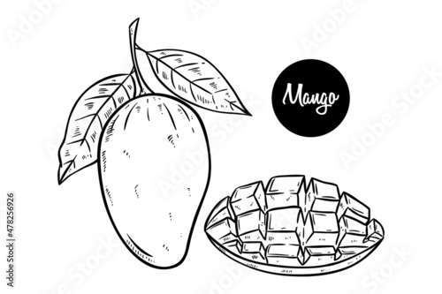 mango hand drawn with mango slice on white background