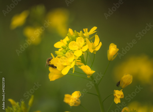 bee on flower