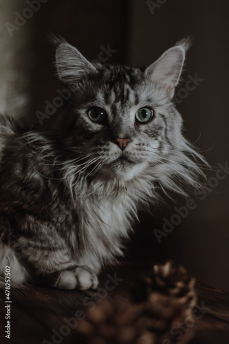 portrait of a cat
