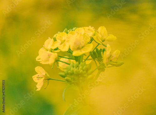yellow flowers in the garden