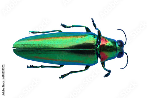 Canvas Print Metallic wood-boring beetle isolated on white background