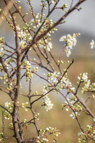 blooming tree