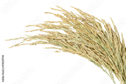 paddy rice (Thai Jasmine rice) isolated on white background