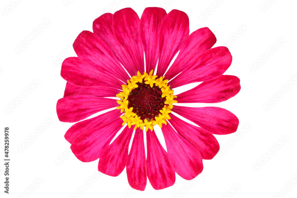 beautiful zinnia flower isolated on white background