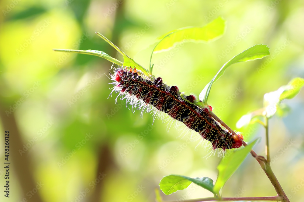 caterpillar eats green leaves in the garden