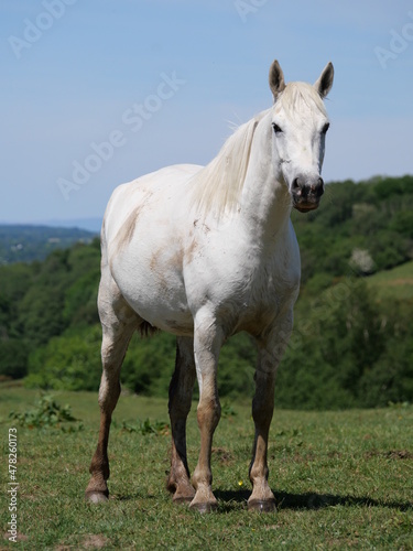 A white female horse standing © Dave Harrison-Ward