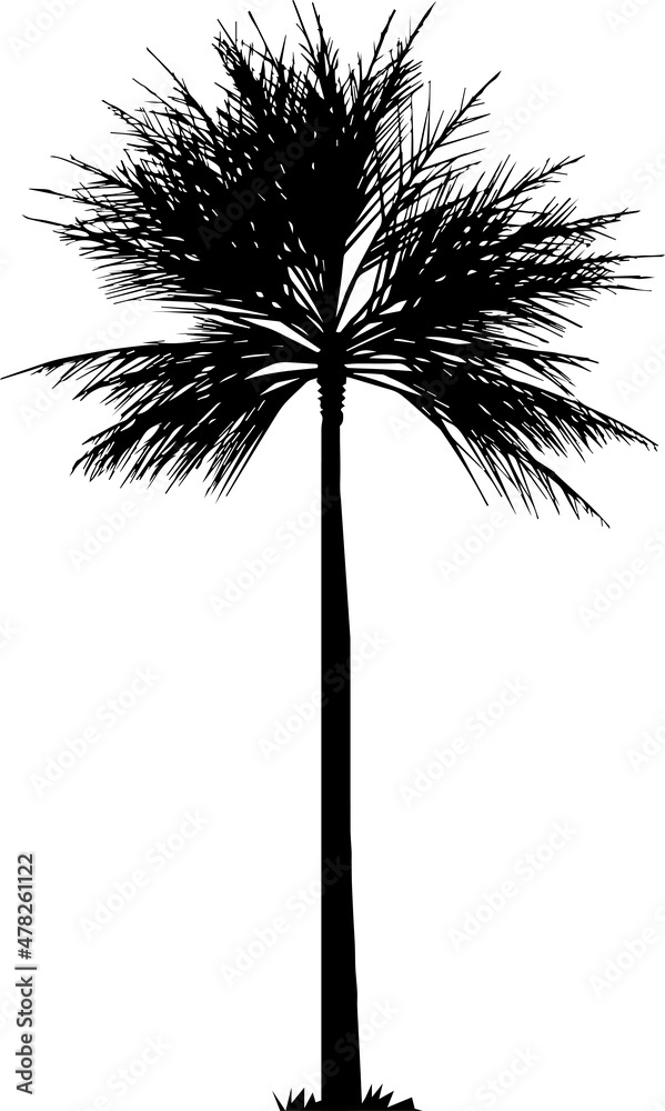 Fototapeta premium palm tree silhouette, hand drawing palm tree illustration.