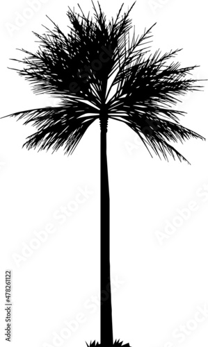 palm tree silhouette, hand drawing palm tree illustration.