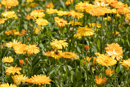 Yellow and orange calendula flowers with green leaves and buds in a park in summer
