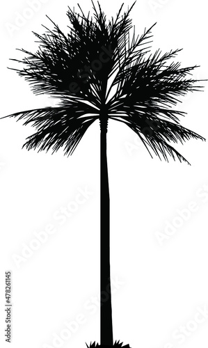 palm tree silhouette, hand drawing palm tree vector.