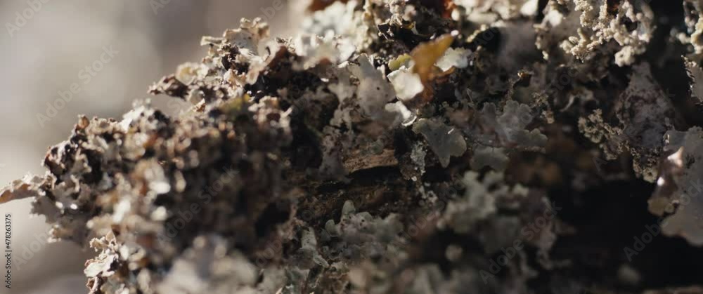 Lichen on forest tree macro close up plant grow on a sunny day Lichen on forest tree macro close up plant grow on a sunny day