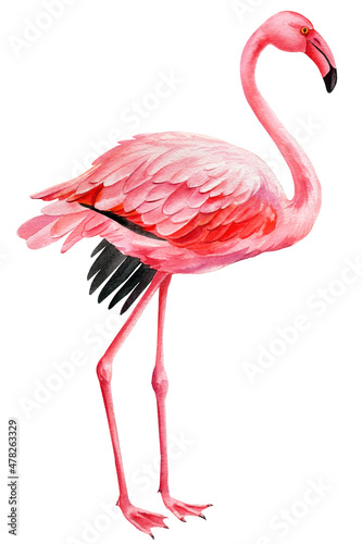 Pink flamingo on an isolated white background, watercolor illustration. tropical bird