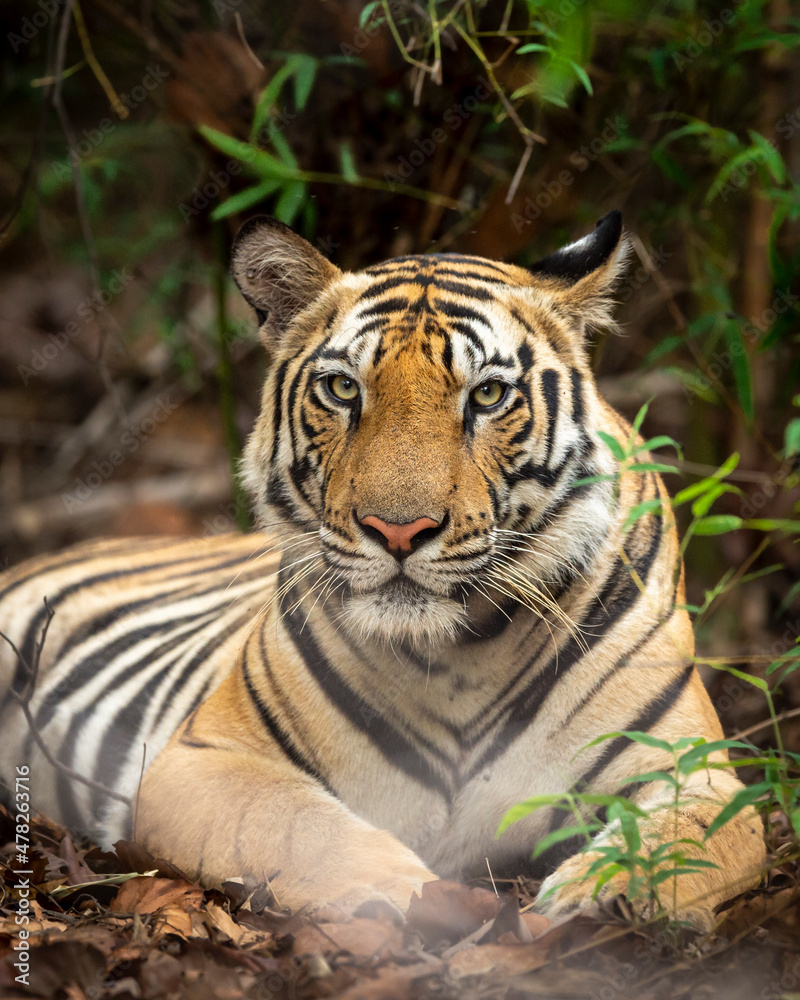 Fototapeta premium Indian wild royal bengal male tiger portrait in monsoon rains at bandhavgarh national park or tiger reserve umaria madhya pradesh india - panthera tigris tigris