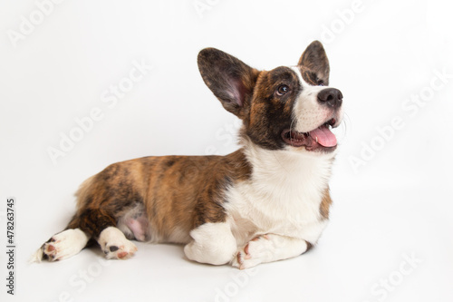 Welsh corgi cardigan cute fluffy puppy dog lies on a white background with copy space. funny cute animals