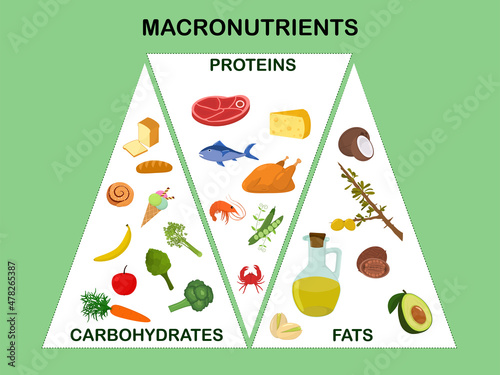 Vector illustration on the topic of the main groups of products - macronutrients. Proteins, fats and carbohydrates in the form of an infographic with the image of food. The concept of healthy eating.