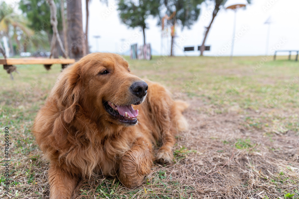 Dog portrait photo of happy cute Golden Retriever on grass near with beach and sea. Dog is looking at something and sitting for resting after playing and walking around with copy space. Dog portrait photo of happy cute Golden Retriever on grass near with beach and sea. Dog is looking at something and sitting for resting after playing and walking around with copy space.