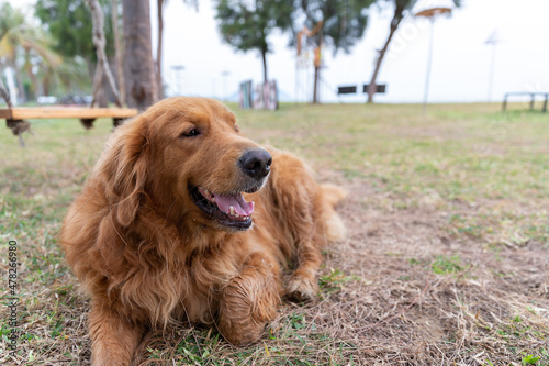 Dog portrait photo of happy cute Golden Retriever on grass near with beach and sea. Dog is looking at something and sitting for resting after playing and walking around with copy space.