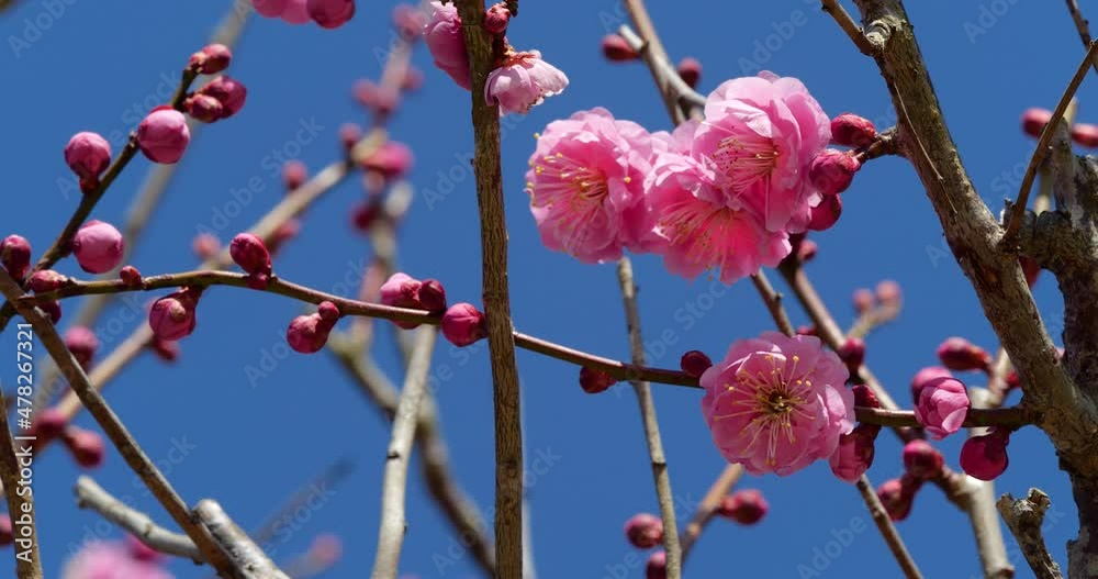 ピンクの梅の花のパンニング動画 ピンクの梅の花のパンニング動画