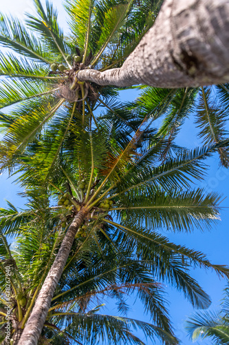 Looking up at coconut palm trees on the island of Koh Chang in Thailand © Rex Wholster