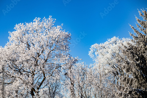 Obraz na płótnie Winter trees after a cold night w salonie